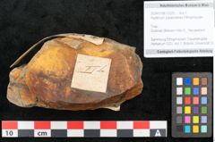 Foto (Objekt + Etikett) von Asplenium palaeodarea Ettingshausen (NHMW-GEO-2024-0188-10325)